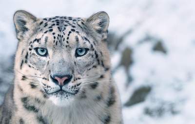 Вымирающие виды животных в объективе талантливого фотографа. Фото