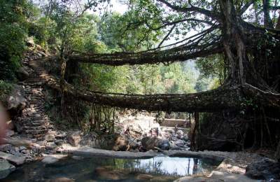 Уникальные мосты в Индии, сплетенные из живых деревьев. Фото