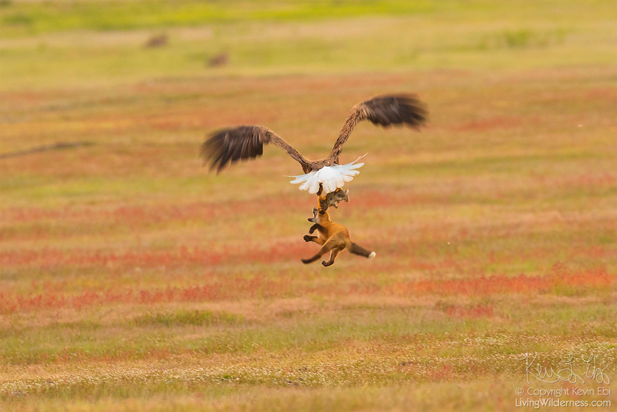 Невероятные фото битвы за еду между кроликом, лисой и орланом. ФОТО