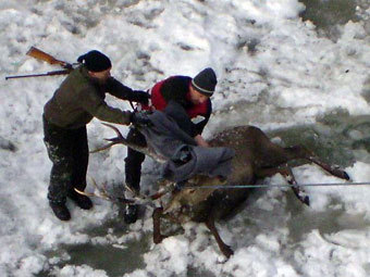 Австрийский олень свалился в водопад