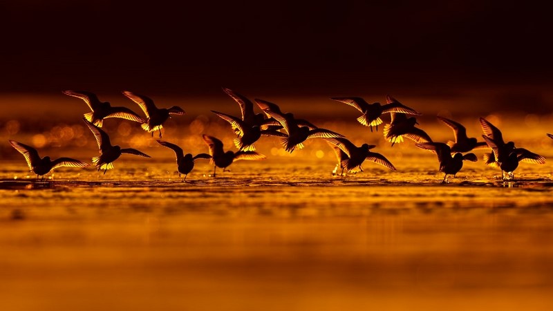 Лучшие снимки птиц с конкурса Bird Photographer of the Year. ФОТО