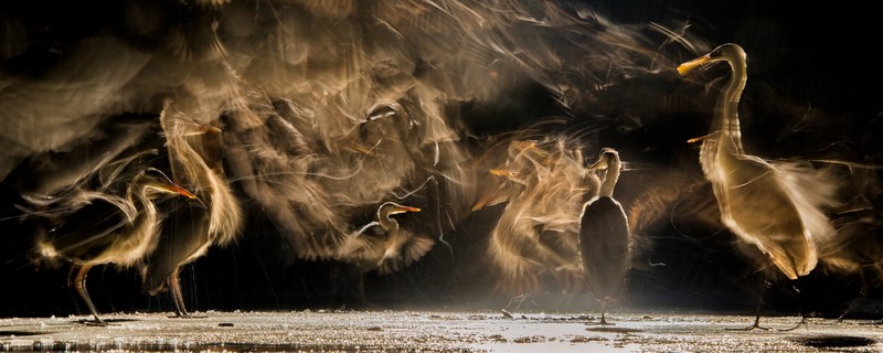 Лучшие снимки птиц с конкурса Bird Photographer of the Year. ФОТО