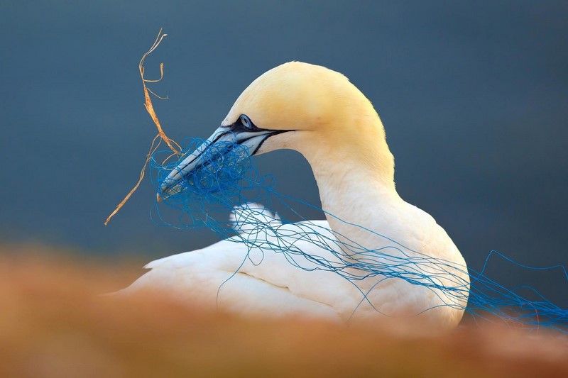 Лучшие снимки птиц с конкурса Bird Photographer of the Year. ФОТО