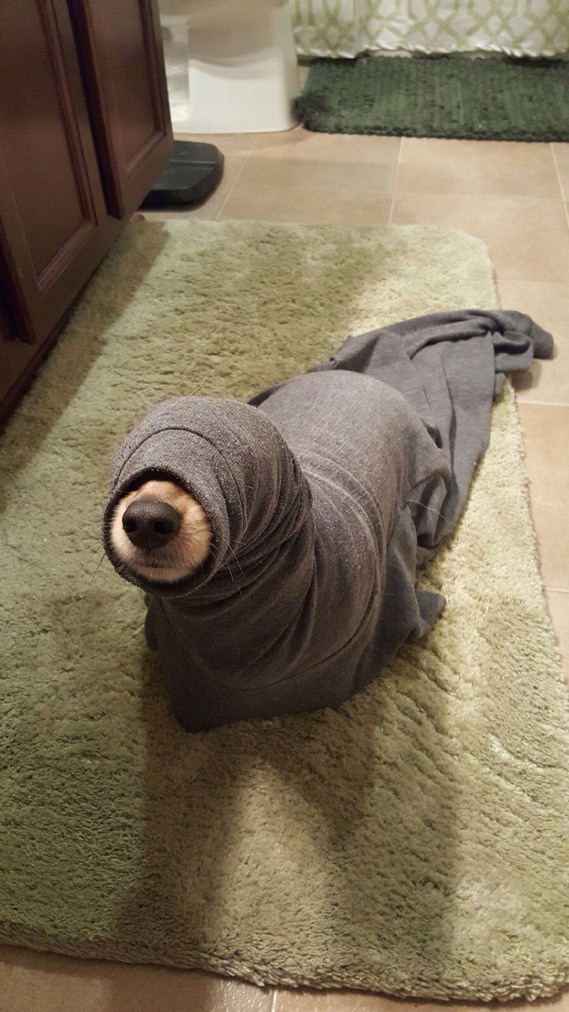 Собачка завернутая в одеяло
