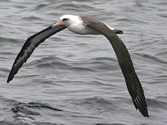 Гавайский альбатрос добрался транспортом до Калифорнии