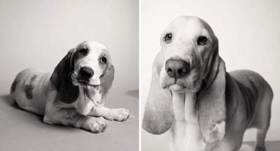 Трогательный фотопроект: как стареют собаки. Фото