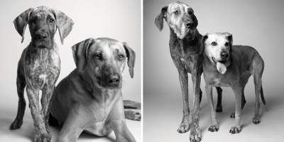 Трогательный фотопроект: как стареют собаки. Фото