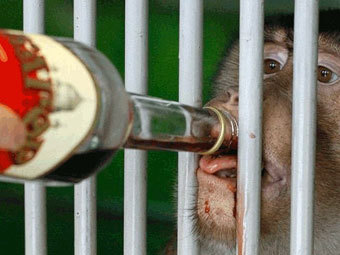 Обезьян в зоопарке Караганды решили согреть вином