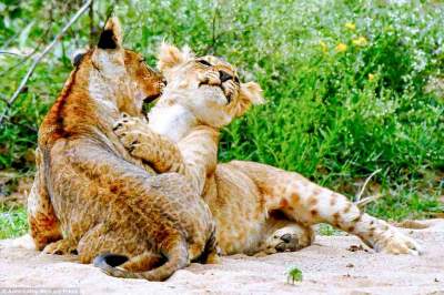 Урок от мамы: как львица учит детей охотиться. Фото