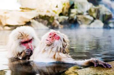 Смешные фотки животных с конкурса The Comedy Wildlife Photo Awards