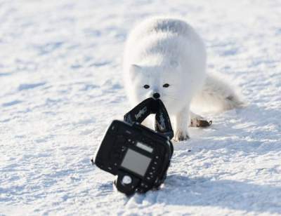 Смешные фотки животных с конкурса The Comedy Wildlife Photo Awards