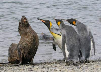 Смешные фотки животных с конкурса The Comedy Wildlife Photo Awards