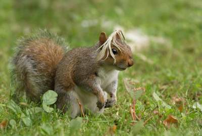 Смешные фотки животных с конкурса The Comedy Wildlife Photo Awards