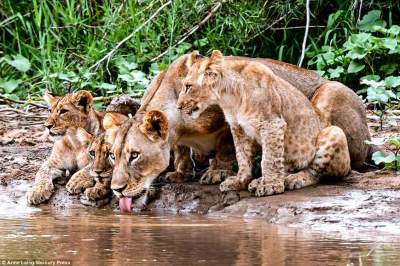 Урок от мамы: как львица учит детей охотиться. Фото