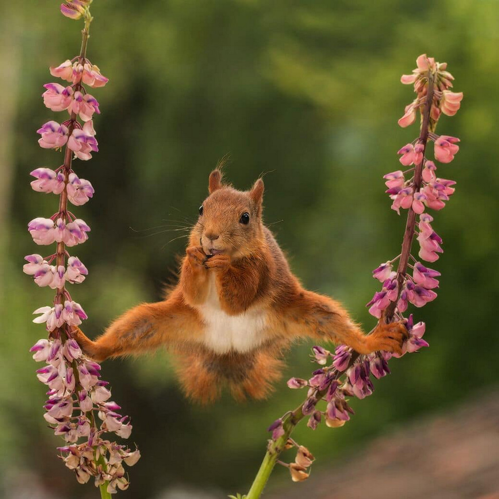 Забавные животные на снимках фотоконкурса Comedy Wildlife Photography Awards 2018