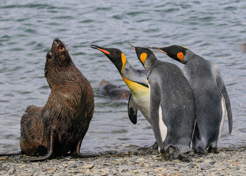 Забавные животные на снимках фотоконкурса Comedy Wildlife Photography Awards 2018