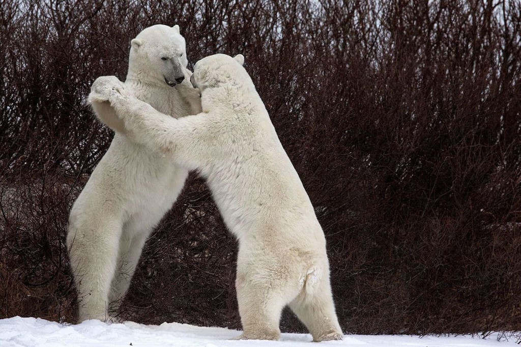 Забавные животные на снимках фотоконкурса Comedy Wildlife Photography Awards 2018