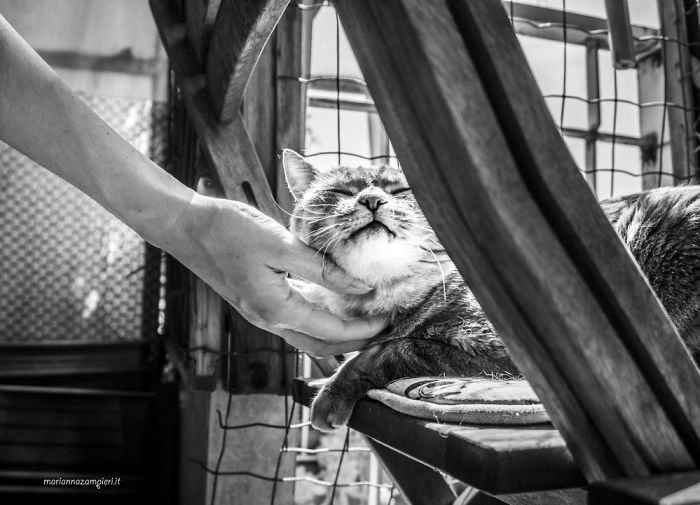 Кошачье удовольствие в фотопроекте Марианны Дзампиери