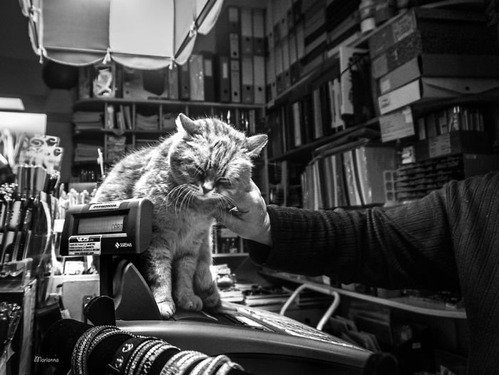 Кошачье удовольствие в фотопроекте Марианны Дзампиери