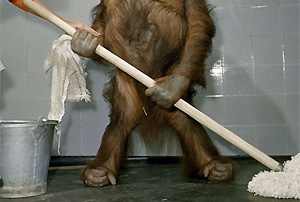 В России обезьяны научились мыть полы и окна в зоопарке