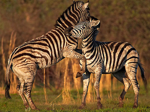 Британские учёные нашли объяснение полосатости зебры