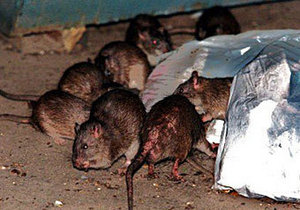 Нью-йоркцы выбрали самую страшную крысу живущую в метро