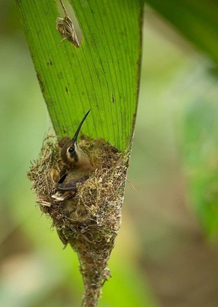 Гнезда птиц в самых необычных местах
