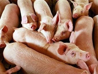 В США свиным гриппом впервые заболела свинья