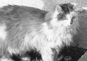 В Швейцарии по ошибке усыпили одного из самых старых котов в мире