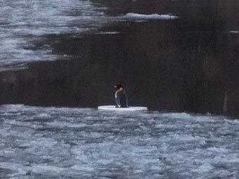 Немецкая полиция спасла плюшевого пингвина