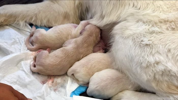 Собака-поводырь родила 8 щенков в аэропорту