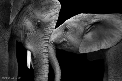 Трогательные снимки влюбленных слонов. Фото