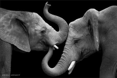 Трогательные снимки влюбленных слонов. Фото