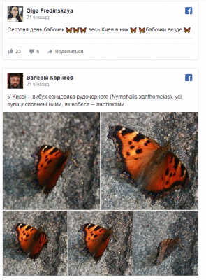 Соцсети с юмором обсуждают Киев, «захваченный» бабочками