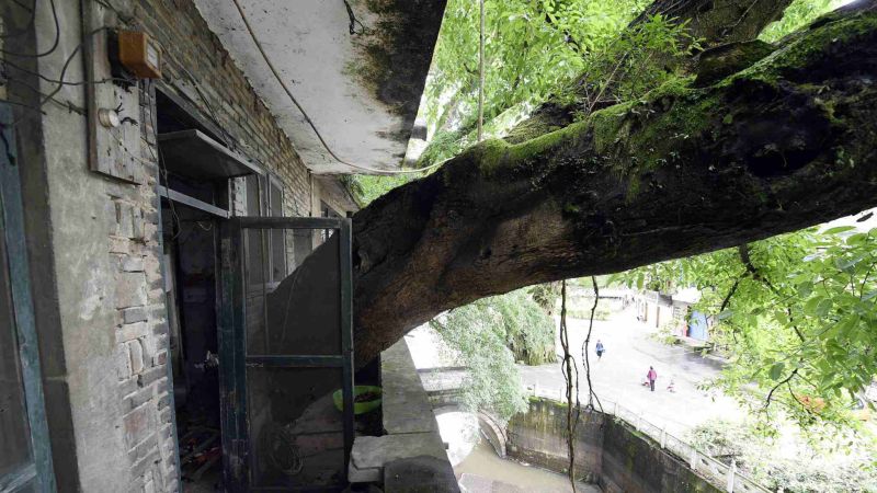 Жилой дом с растущим внутри 400-летним деревом