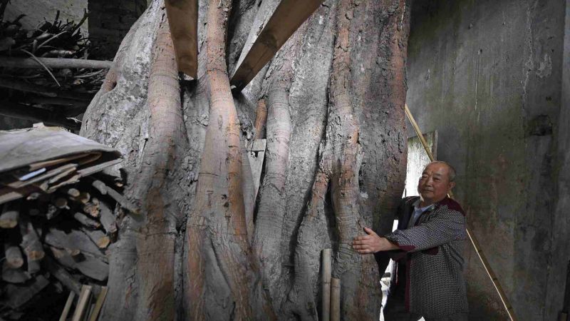 Жилой дом с растущим внутри 400-летним деревом