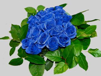 В Японии начнут продавать натуральные синие розы