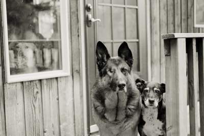 Трогательные снимки пожилых собак. Фото