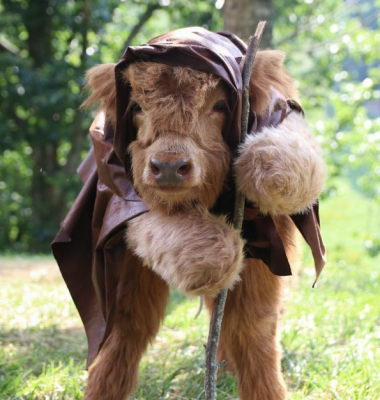 Instagram покорил теленок, считающий себя псом