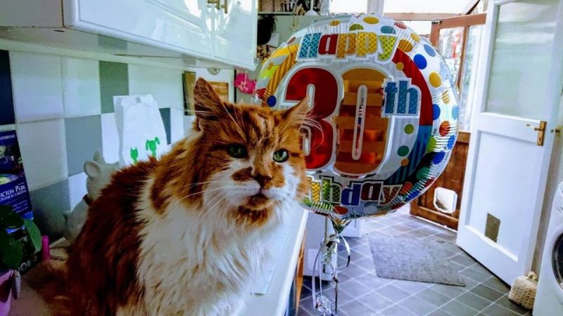 Кот-долгожитель отпраздновал свое 30-летие