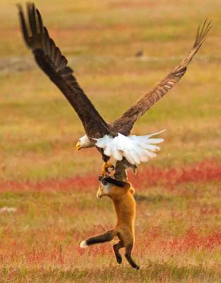 Фотограф снял жестокую схватку лисицы и орла. Фото