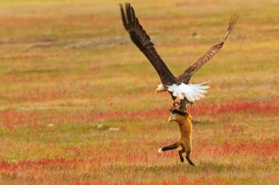 Фотограф снял жестокую схватку лисицы и орла. Фото