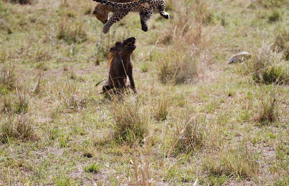 Кадры охоты беременной самки леопарда на бородавочника