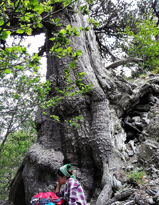 Как выглядит самое старое дерево в Европе