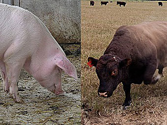На шведской ферме поросенок влюбился в быка-производителя