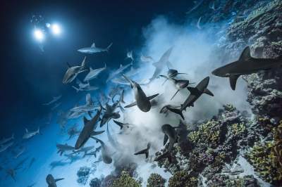 Фотограф рисковал жизнью, чтобы показать, как охотятся акулы. Фото