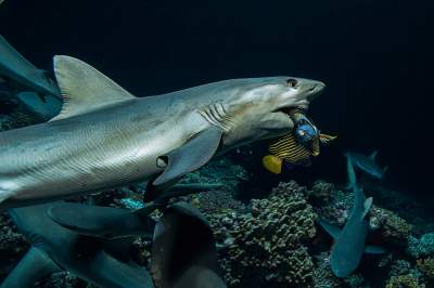 Фотограф рисковал жизнью, чтобы показать, как охотятся акулы. Фото