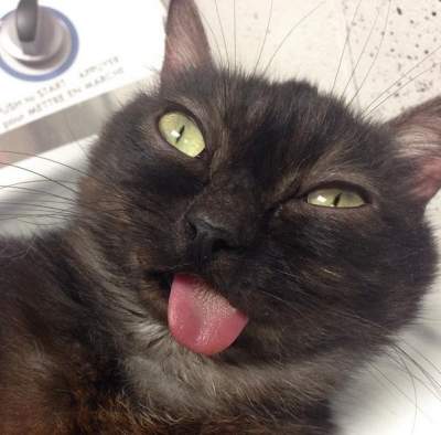 Смешной кот с высунутым языком стал звездой Инстаграм