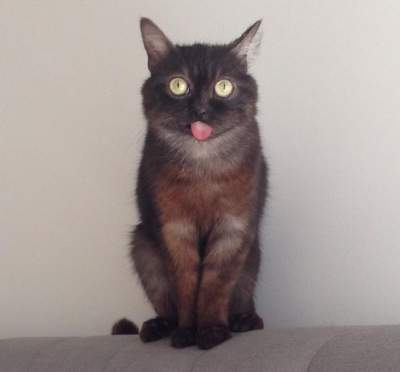 Смешной кот с высунутым языком стал звездой Инстаграм