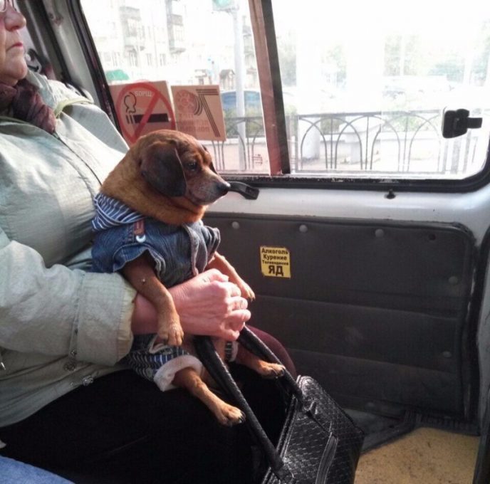 Фото, которые доказывают — безумцы собираются в общественном транспорте
